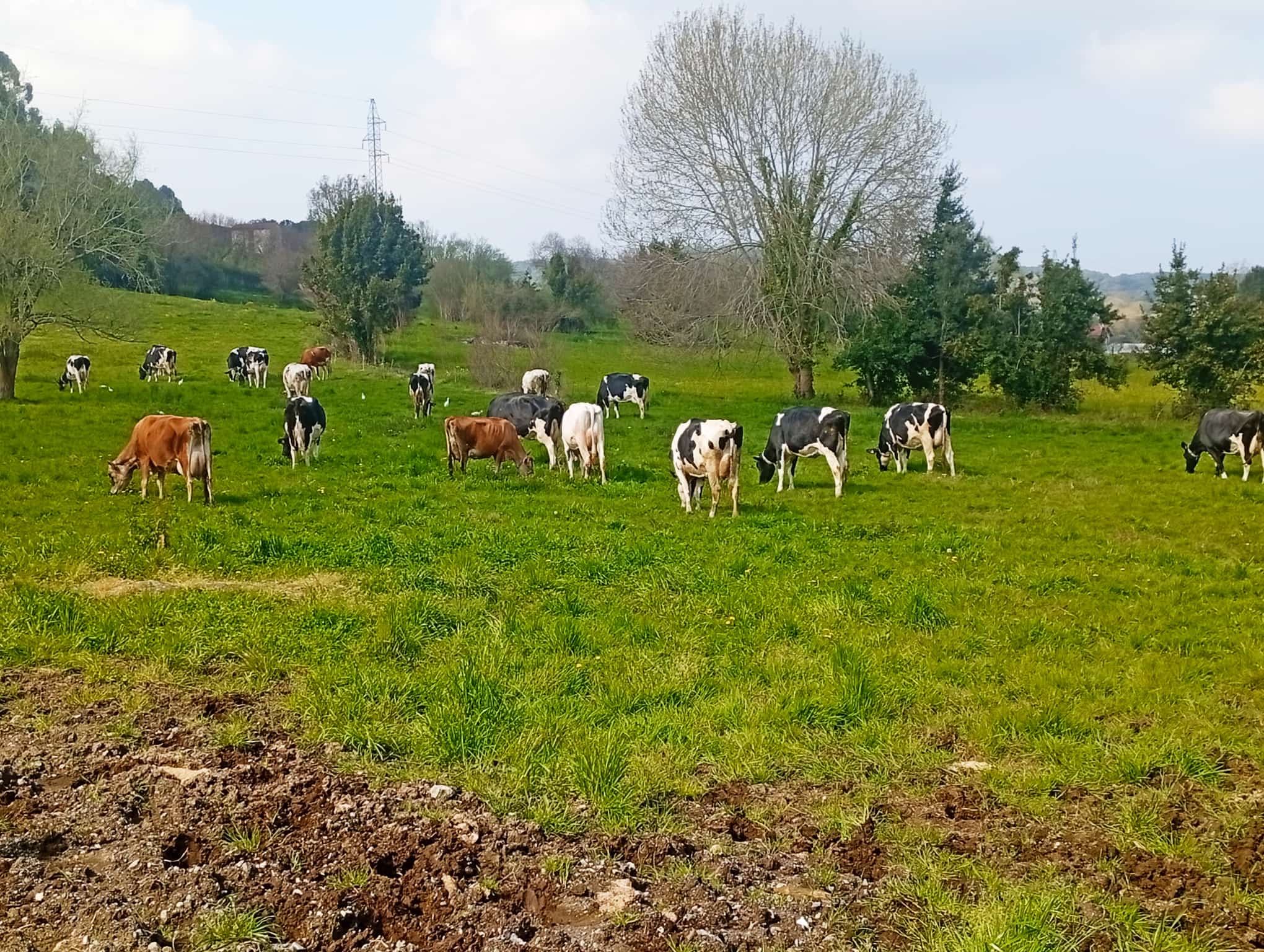 Vacas pastando en los prados de Granja Palacio
