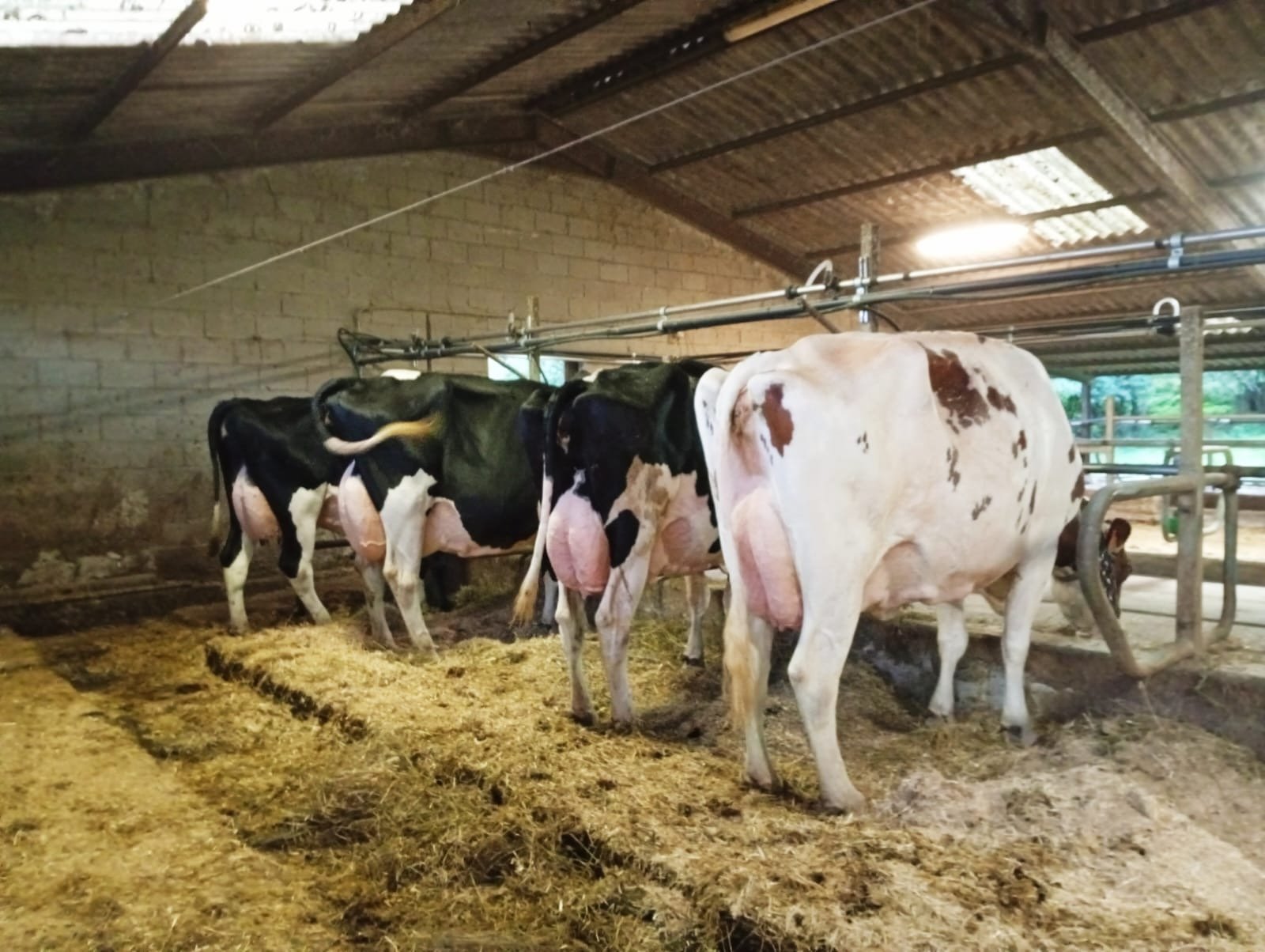 Vacas en el establo comiendo heno