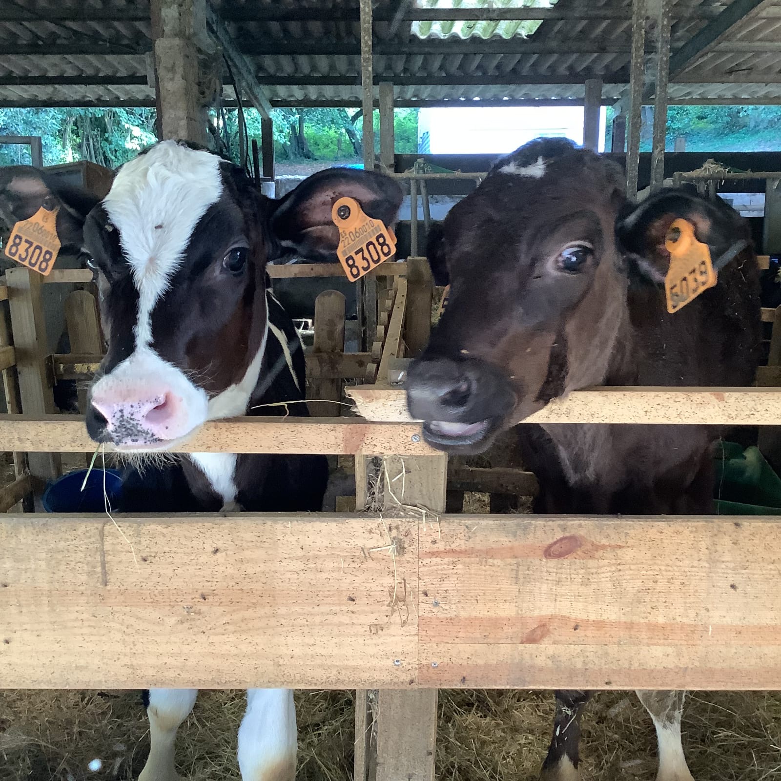 Dos vacas en el establo de Granja Palacio