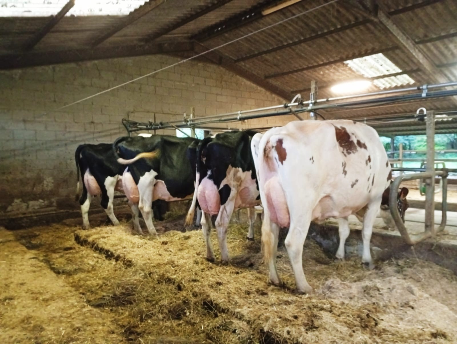 Vacas en el establo