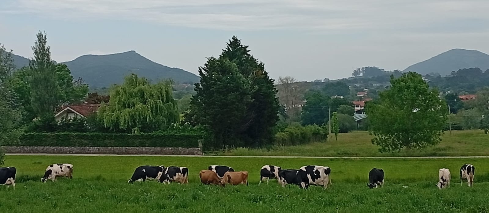 Vacas pastando en el paisaje de Escalante