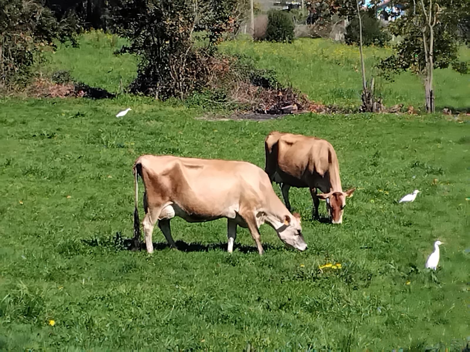 Pareja de vacas pastando en el prado