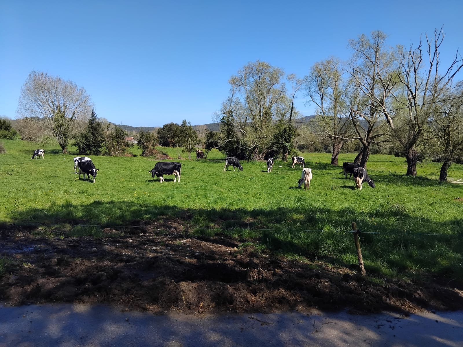 Vacas en el campo