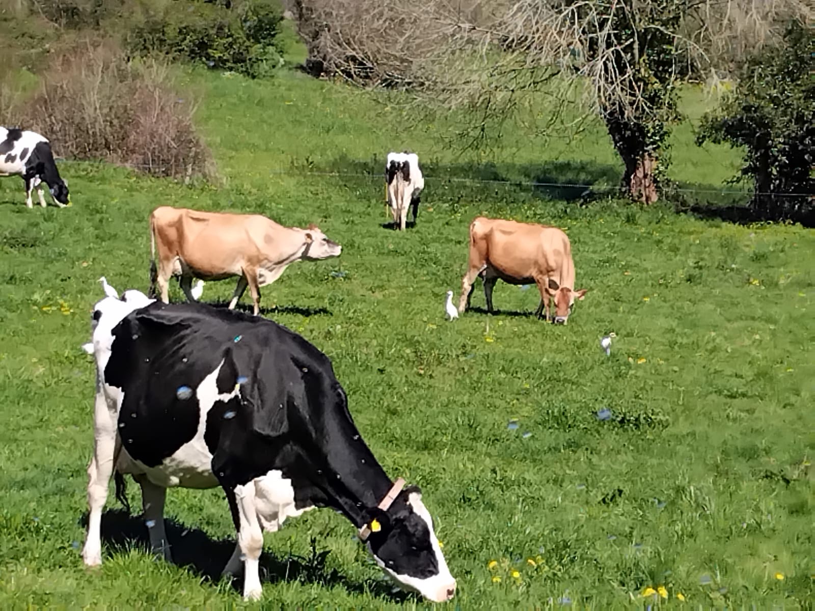 Vacas pastando en el prado